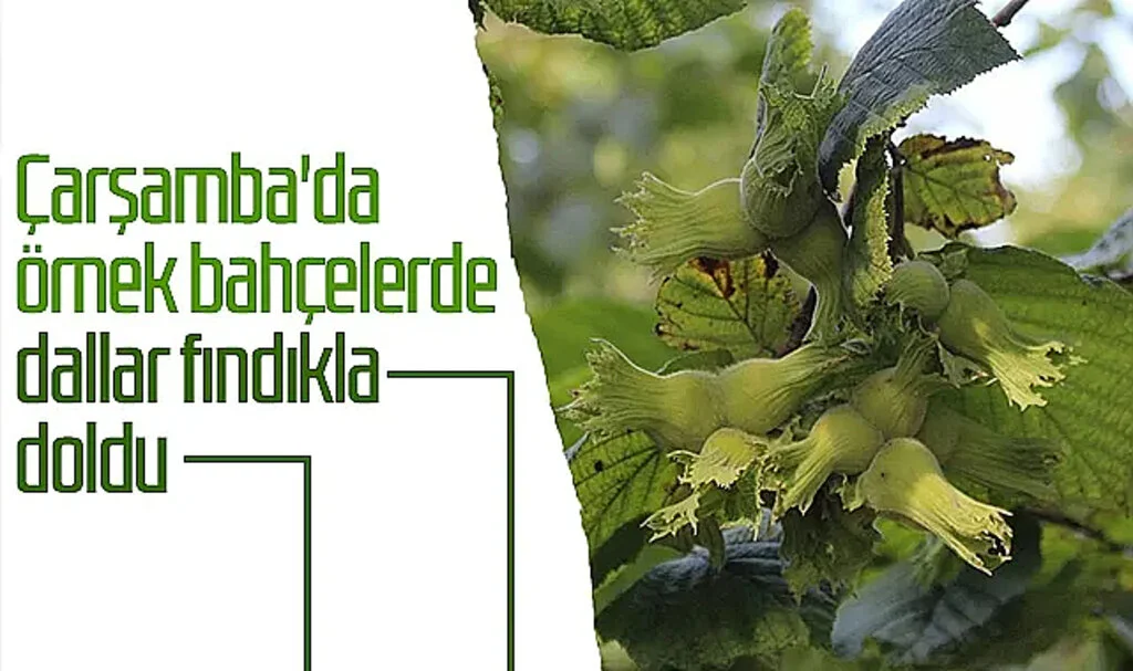 Samsun'da Fındıkta Rehabilitasyon Çalışmaları Sürüyor