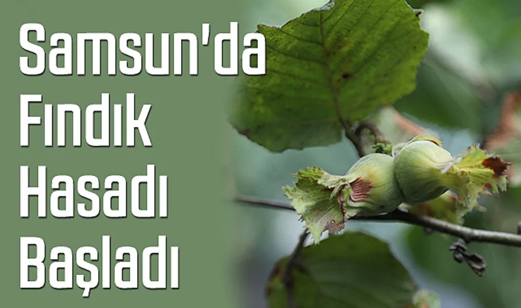 Samsun'da Fındık Hasadı Başladı