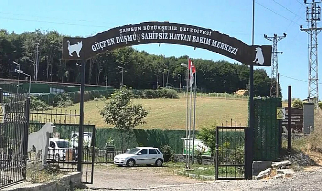 Bu Merkezde 20 Bin Sokak Hayvanı Kısırlaştırıldı