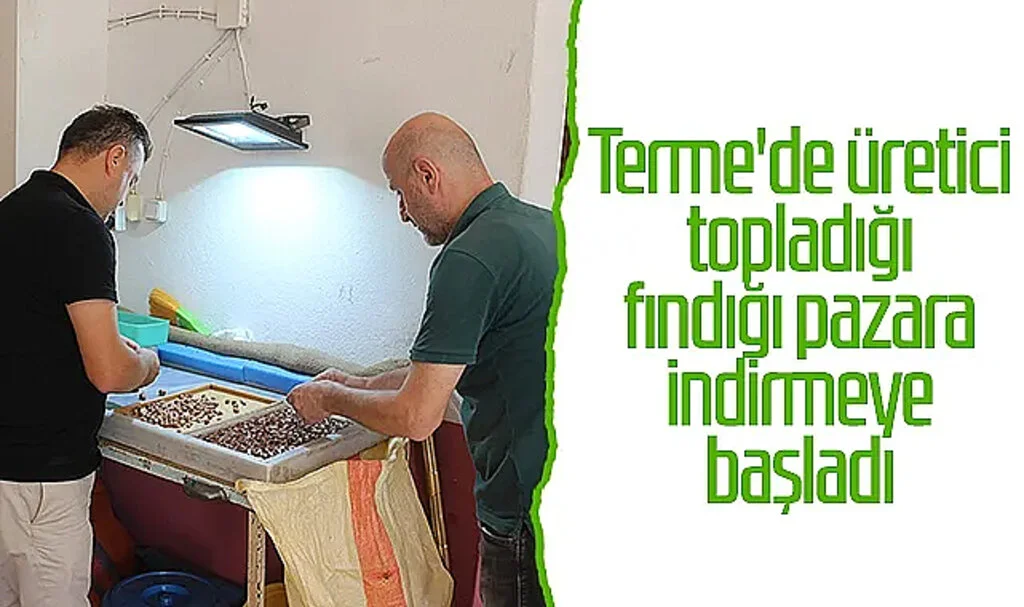 Terme'de üretici topladığı fındığı pazara indirmeye başladı
