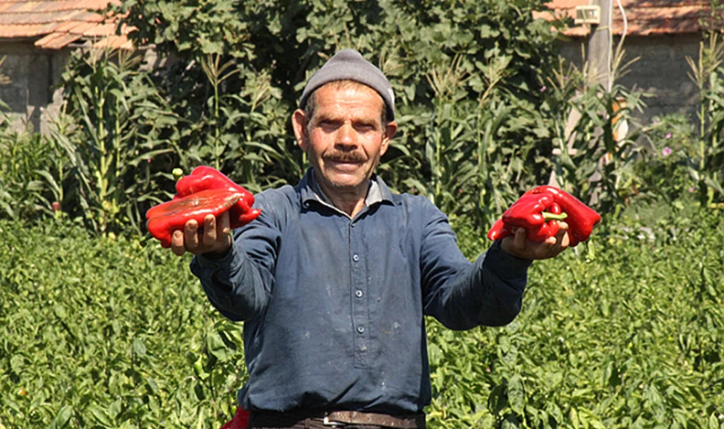 Bafra Ovası'nda 160 Bin Ton Kapya Biber Rekoltesi Bekleniyor