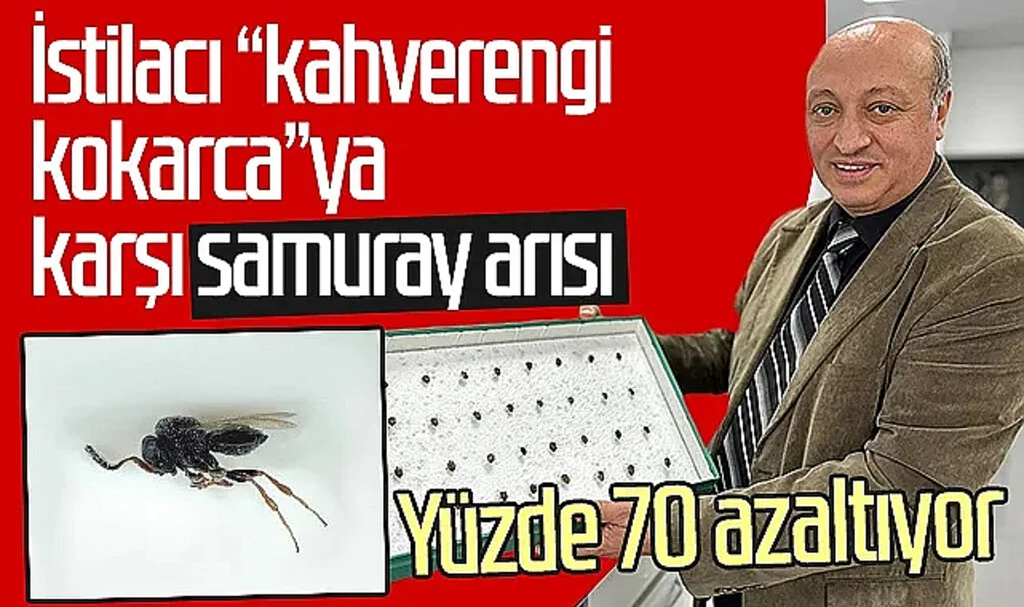 İstilacı "kahverengi kokarca"ya karşı samuray arısı: Yüzde 70 azaltıyor
