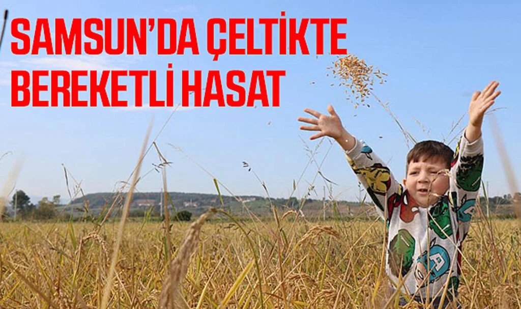 Samsun'da Çeltikte Bereketli Hasat
