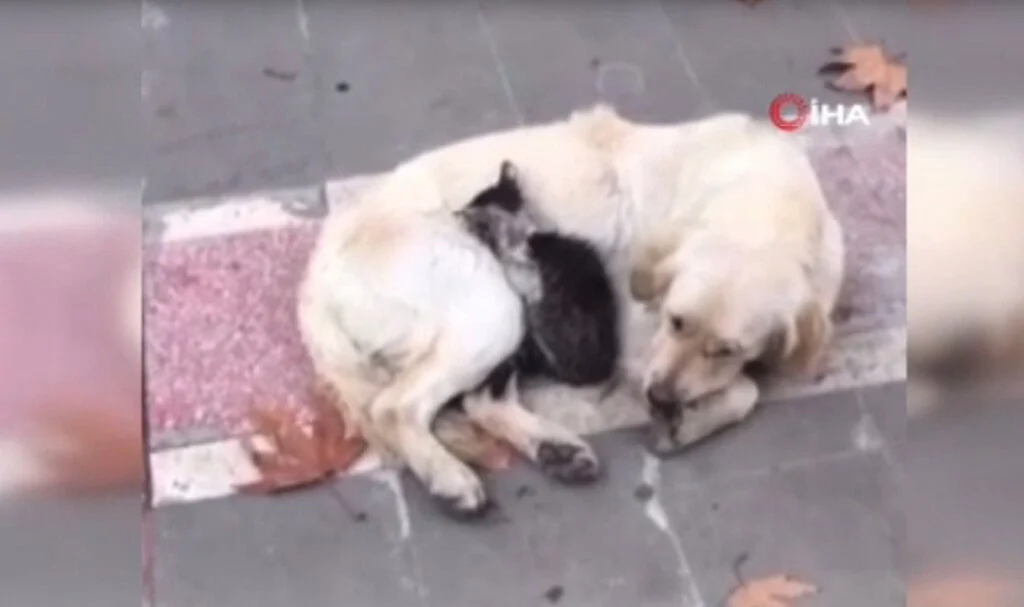 Batman'da yürek ısıtan görüntü: Yavru kedi, köpeğin kucağına sığındı