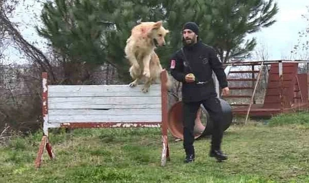 Hayat Kurtaran Köpekler İşte Bu Aşamalardan Geçiyor