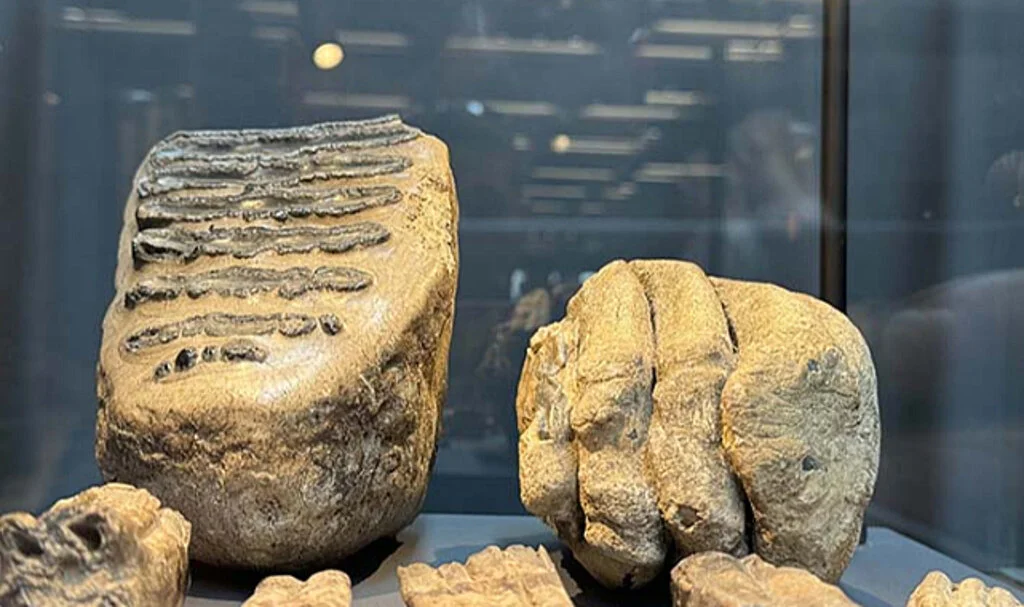 Samsun'da 14 Yıl Önce Bulunan Mamut Fosilleri Samsun Müzesi'nde Sergileniyor