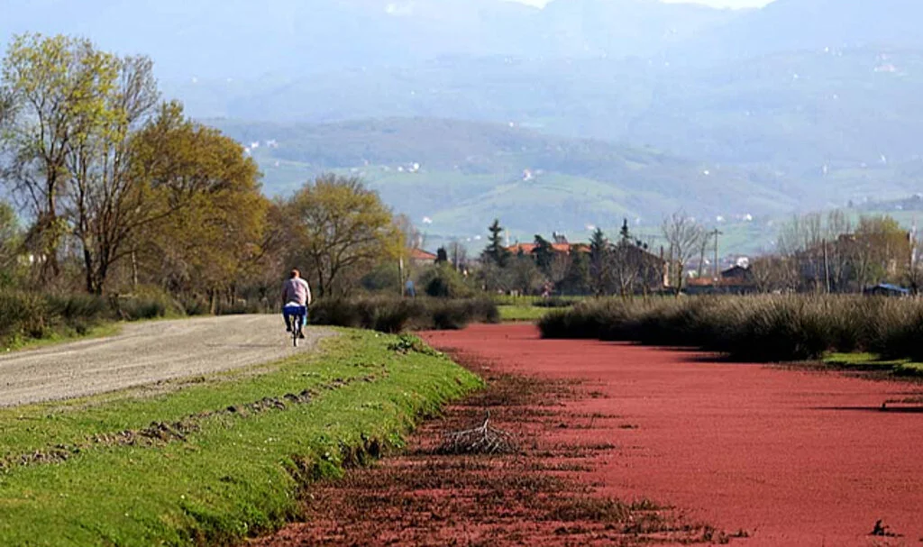 Kızıl Eğrelti Otları Kızılırmak Delta'sını Kızıla Bürüdü