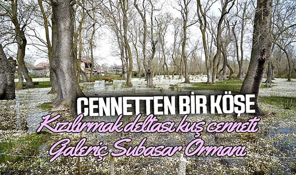 Cennetten Bir Köşe: Kızılırmak Deltası'nda Su Papatyalarının Eşsiz Güzelliği