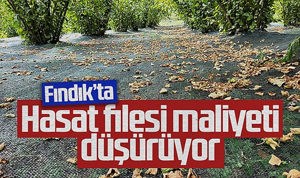 Fındık Üreticileri Hasat Filesi ile Maliyetleri Düşürüyor