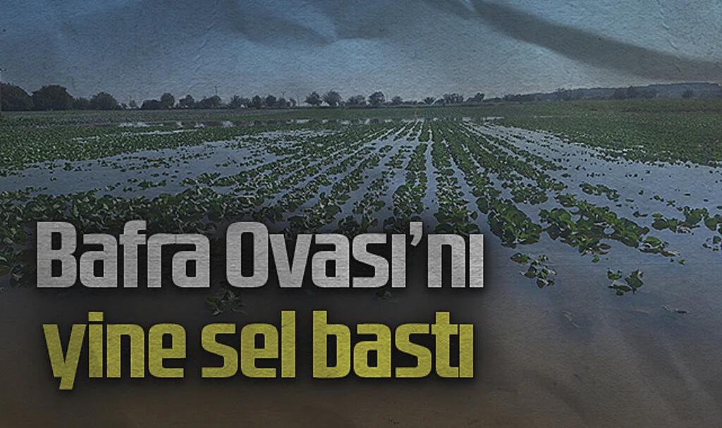 Bafra Ovası'nda Aşırı Yağışlar Tarım Arazilerine Zarar Verdi
