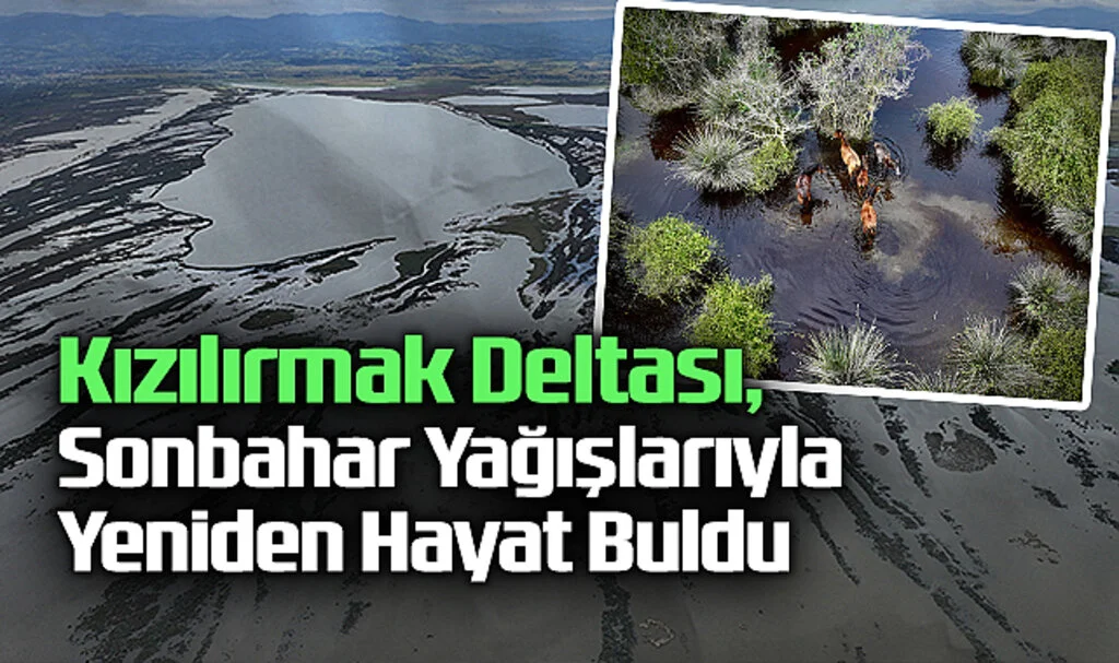 Kızılırmak Deltası, Sonbahar Yağışlarıyla Yeniden Hayat Buldu