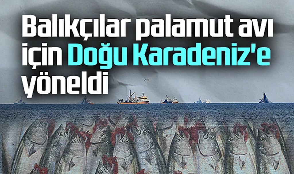Balıkçılar Palamut Avı İçin Doğu Karadeniz'e Yöneldi