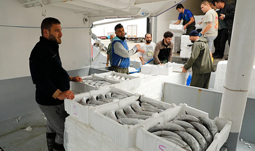İri Palamut Sezonu Karadeniz'de Bereket Getirdi