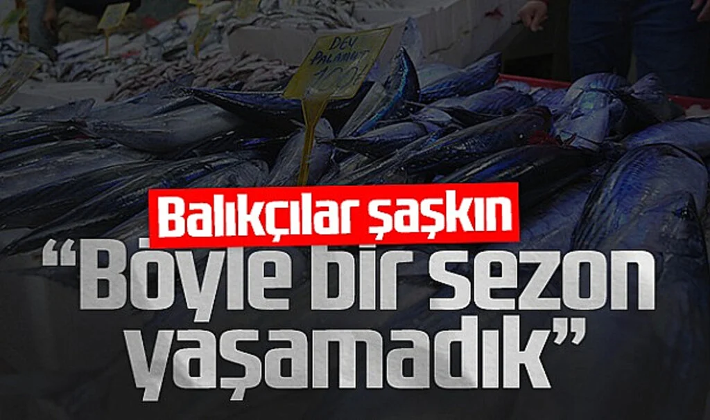 Samsun'da Palamut Bolluğu Sürüyor: Balıkçılar Şaşkın