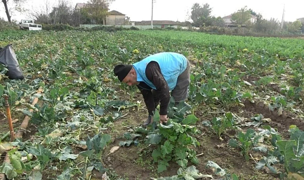 Bafra Ovası'nda Brokoli ve Karnabahar Fiyatları Uçtu!