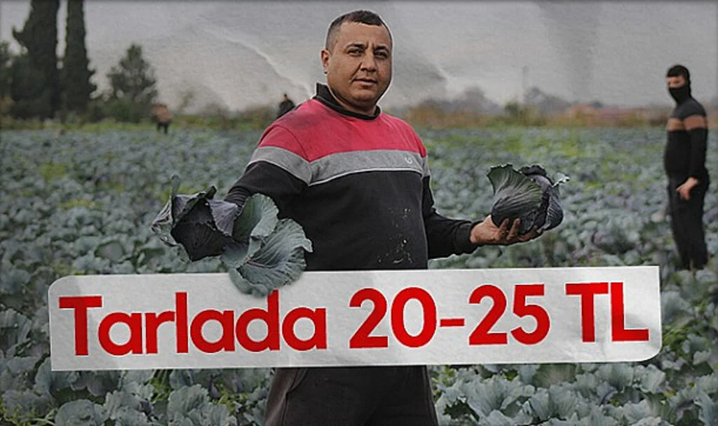 Bafra'da Kırmızı Lahana Hasadı Devam Ediyor
