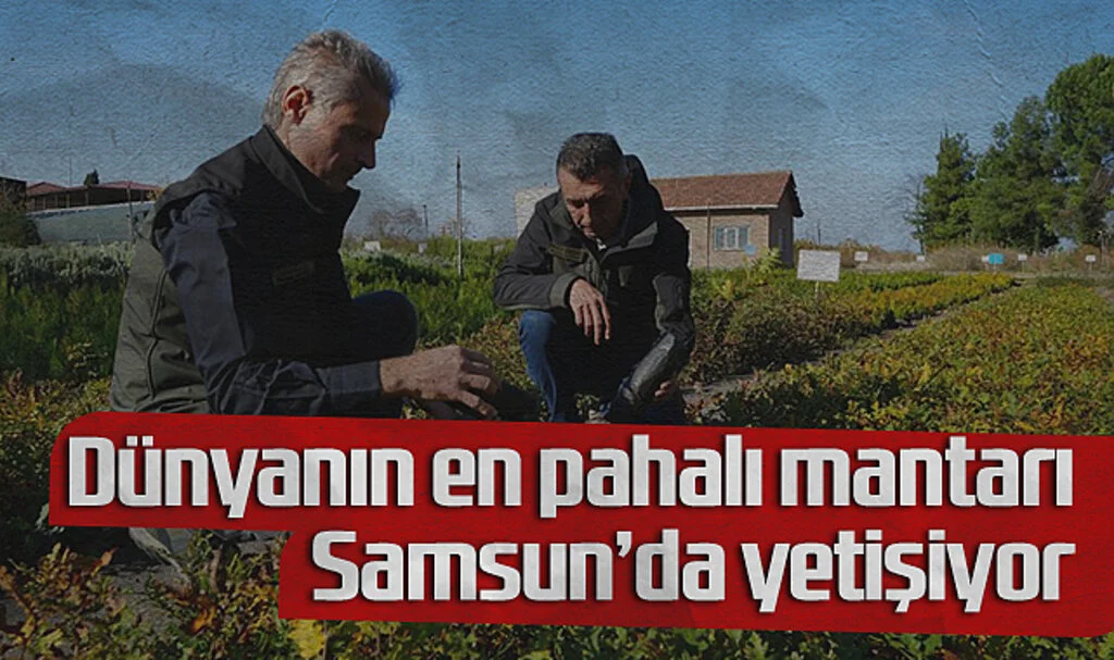 Dünyanın En Pahalı Mantarı Samsun'da Yetişiyor