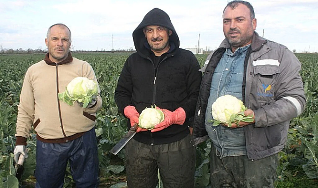 Tarladan Sofraya Karnabahar Fiyatlarında Yüzde 100 Artış