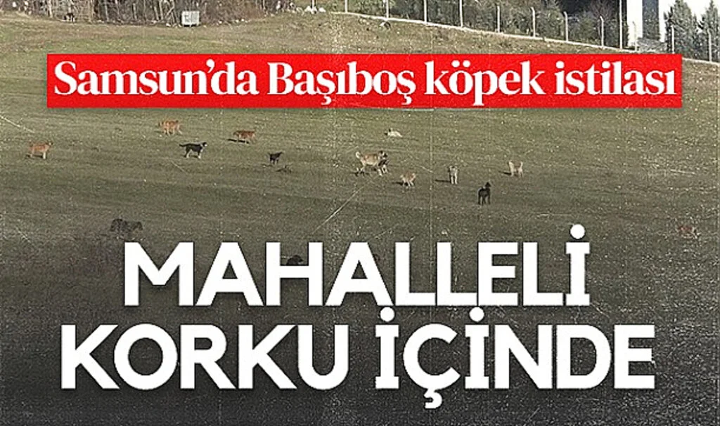 Samsun'da Başıboş Köpek Sorunu Mahalleliyi Tedirgin Ediyor