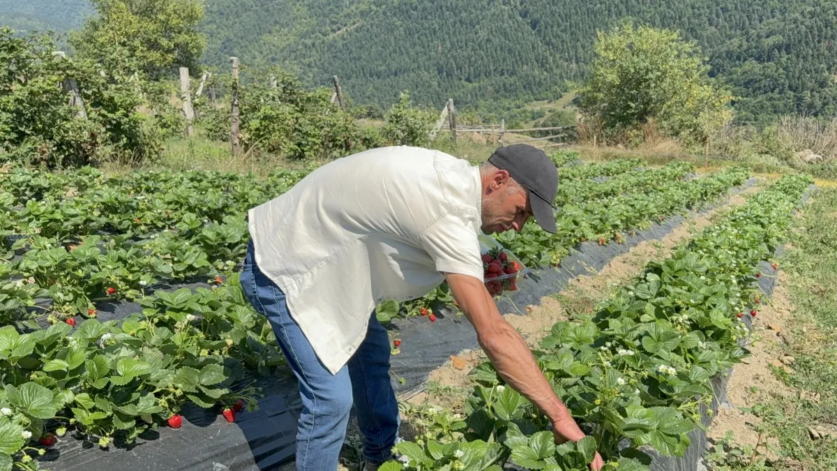 Alaçam’da çiftçiye yeni gelir kapısı