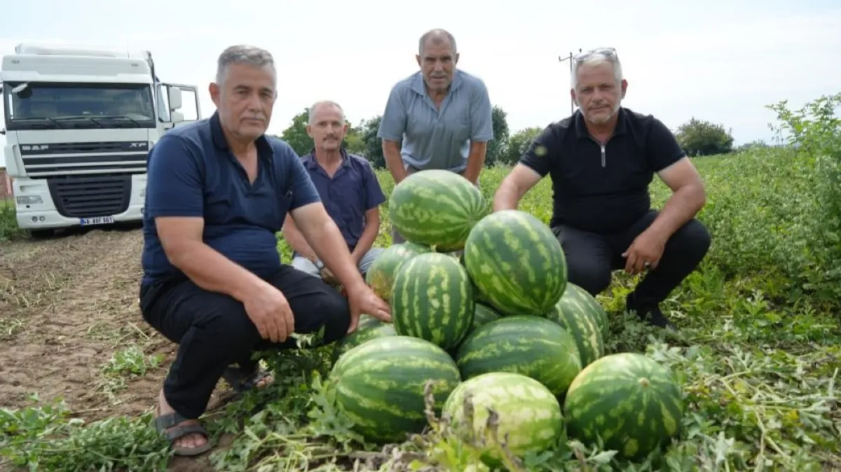 Bafra Ovası'nda bereket var, üretici fiyattan dertli
