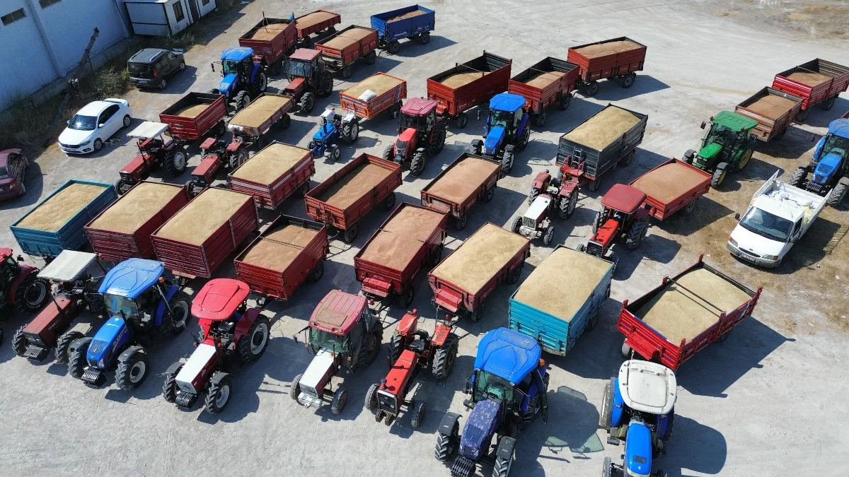 Bafra Ovası'nda hububat mesaisi: TMO günde 1200 ton ürün sevk ediyor