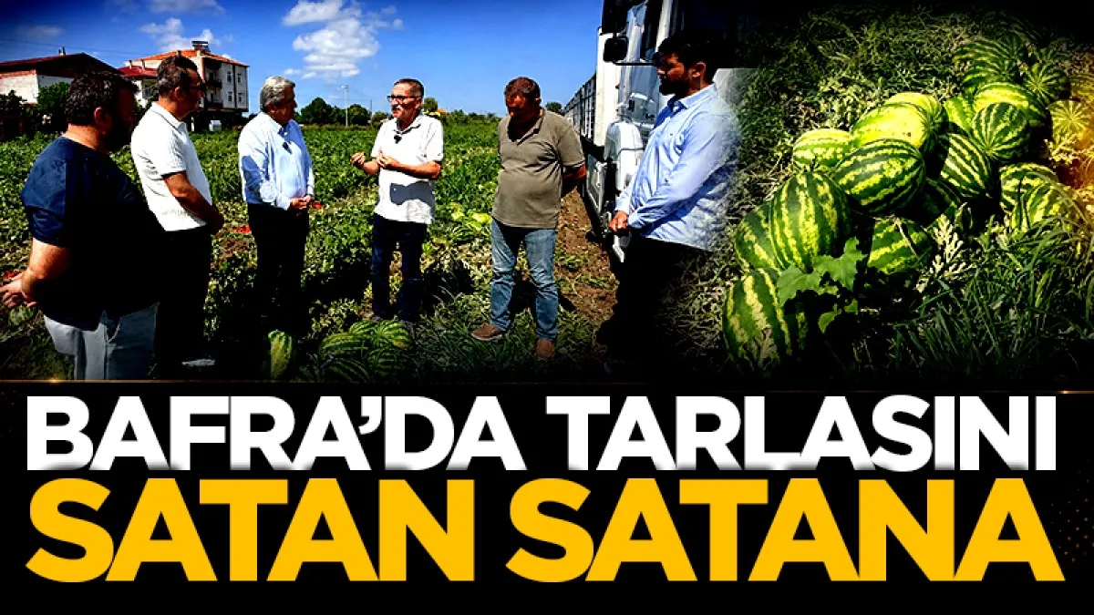 Bafra’da tarlasını satan satana!