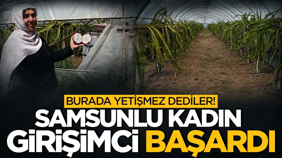 Burada yetişmez dediler, Samsunlu kadın girişimci başardı!  1 tonun üzerinde hasat bekliyor