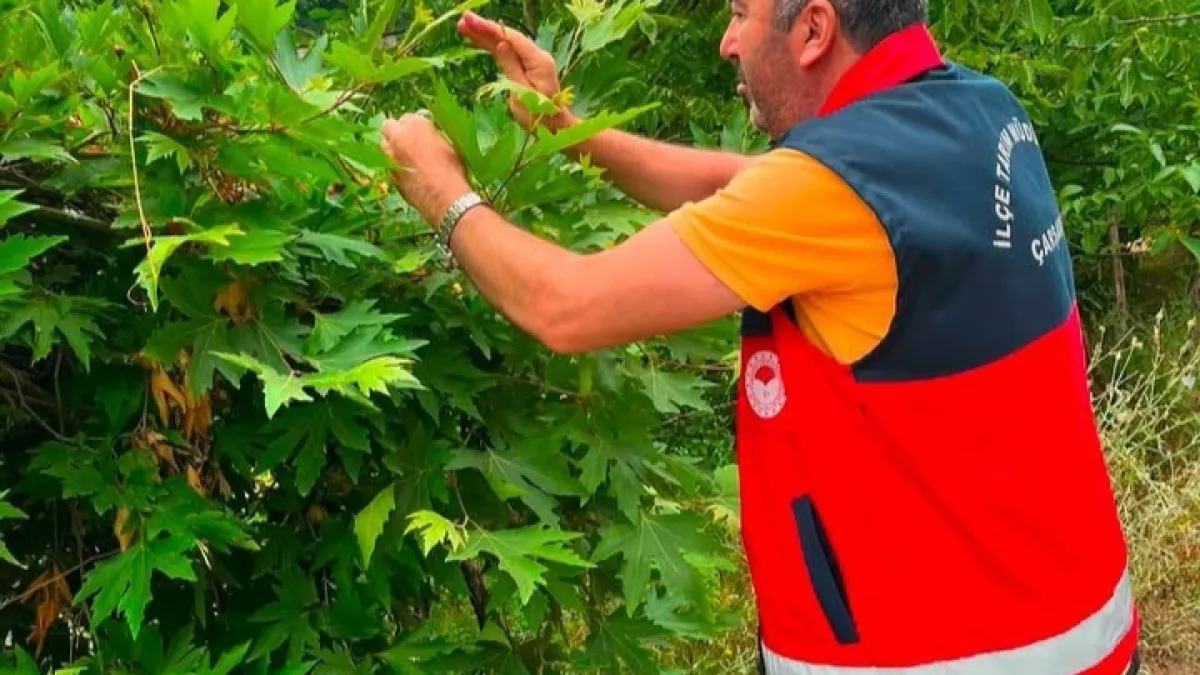 Çarşamba'da samuray arıcıkları doğaya bırakıldı