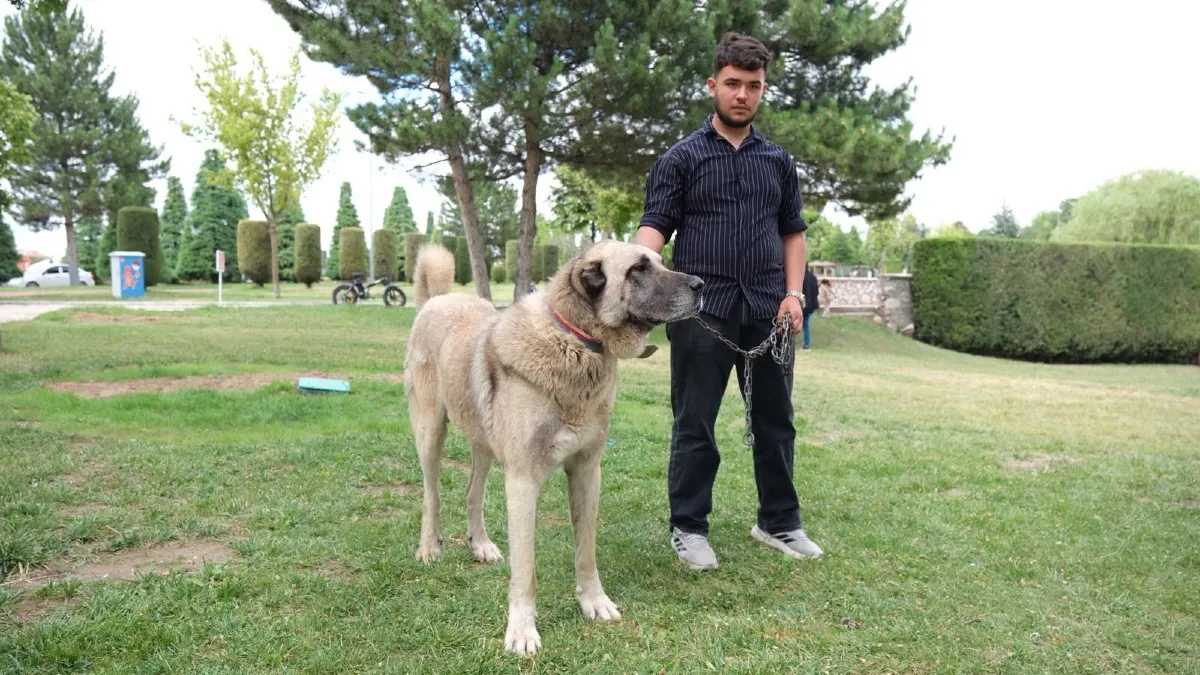 Çorum’da Türk çoban köpekleri yarıştı