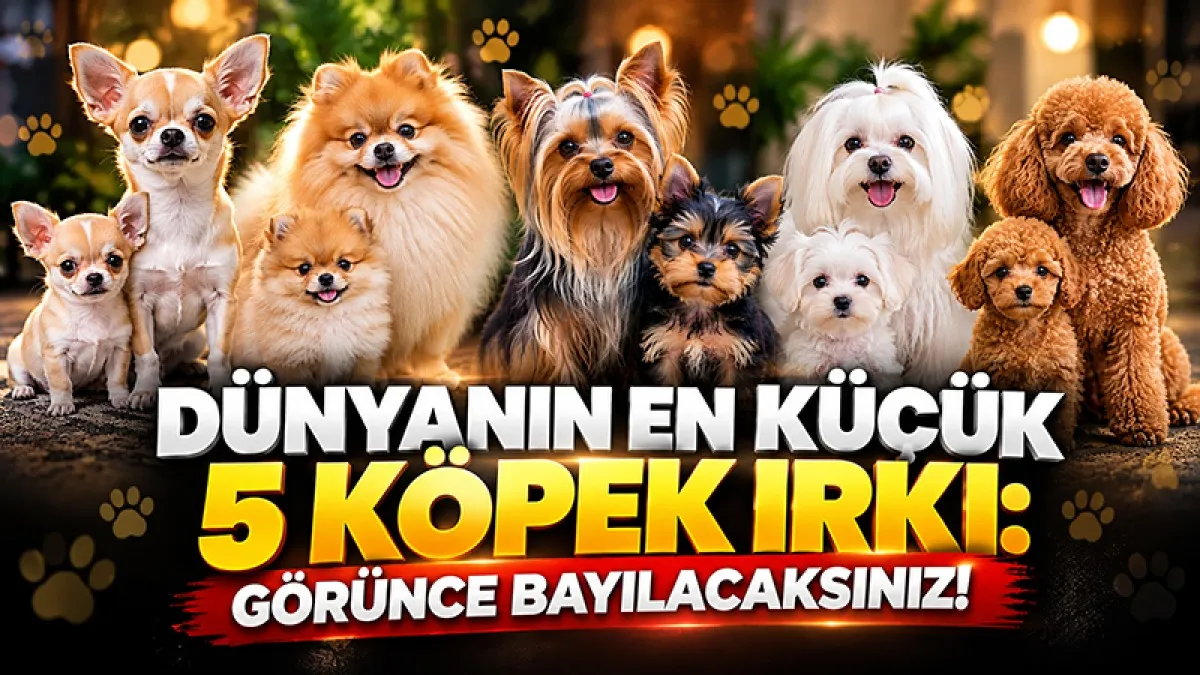 Dünyanın En Küçük 5 Köpek Irkı: Görünce Bayılacaksınız!
