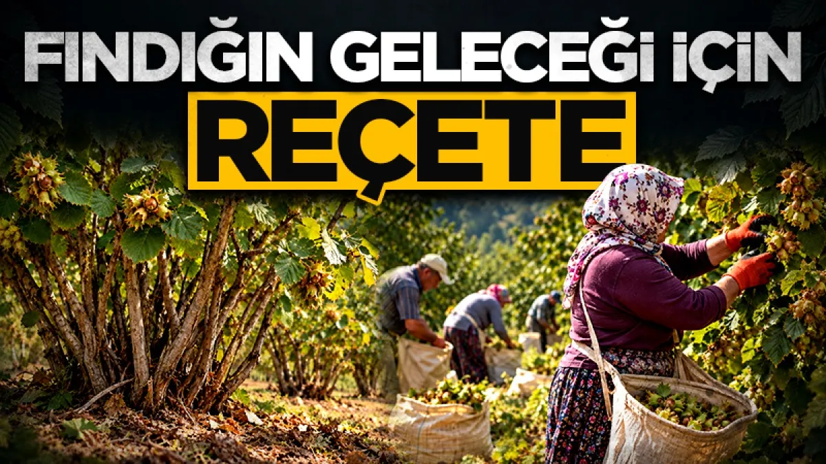 Fındığın geleceği için reçete! Ekonomik model şart oldu
