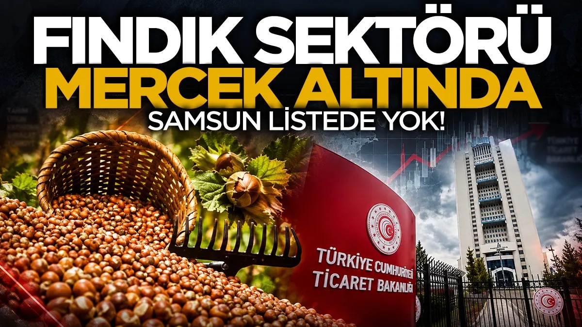 Fındık sektörü mercek altında! Samsun listede yok
