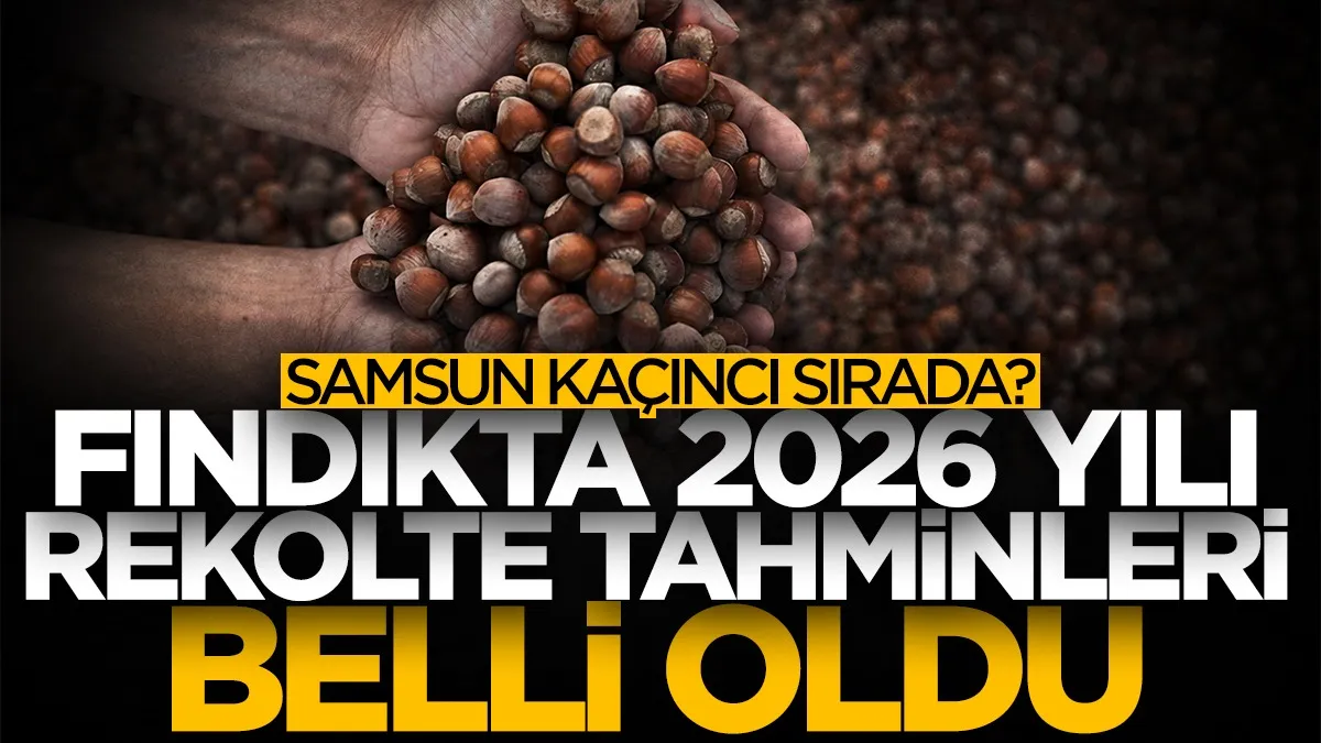 Fındıkta 2026 yılı rekolte tahminleri belli oldu! Samsun kaçıncı sırada?