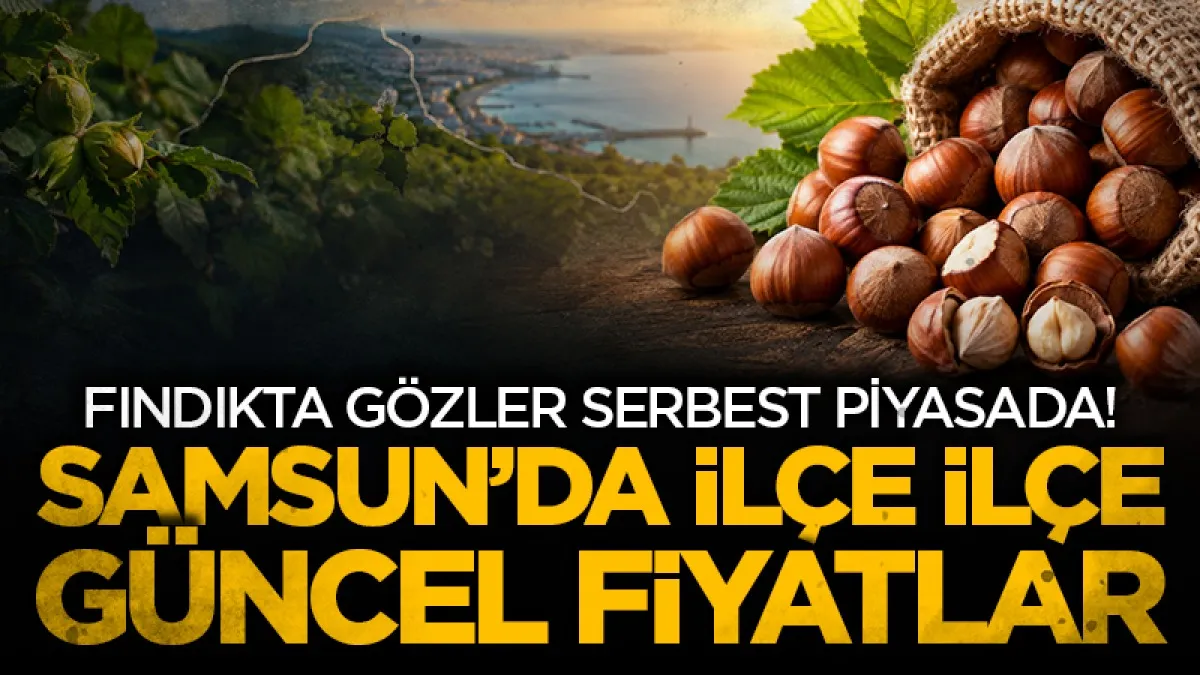 Fındıkta gözler serbest piyasada! Samsun’da ilçe ilçe güncel fiyatlar