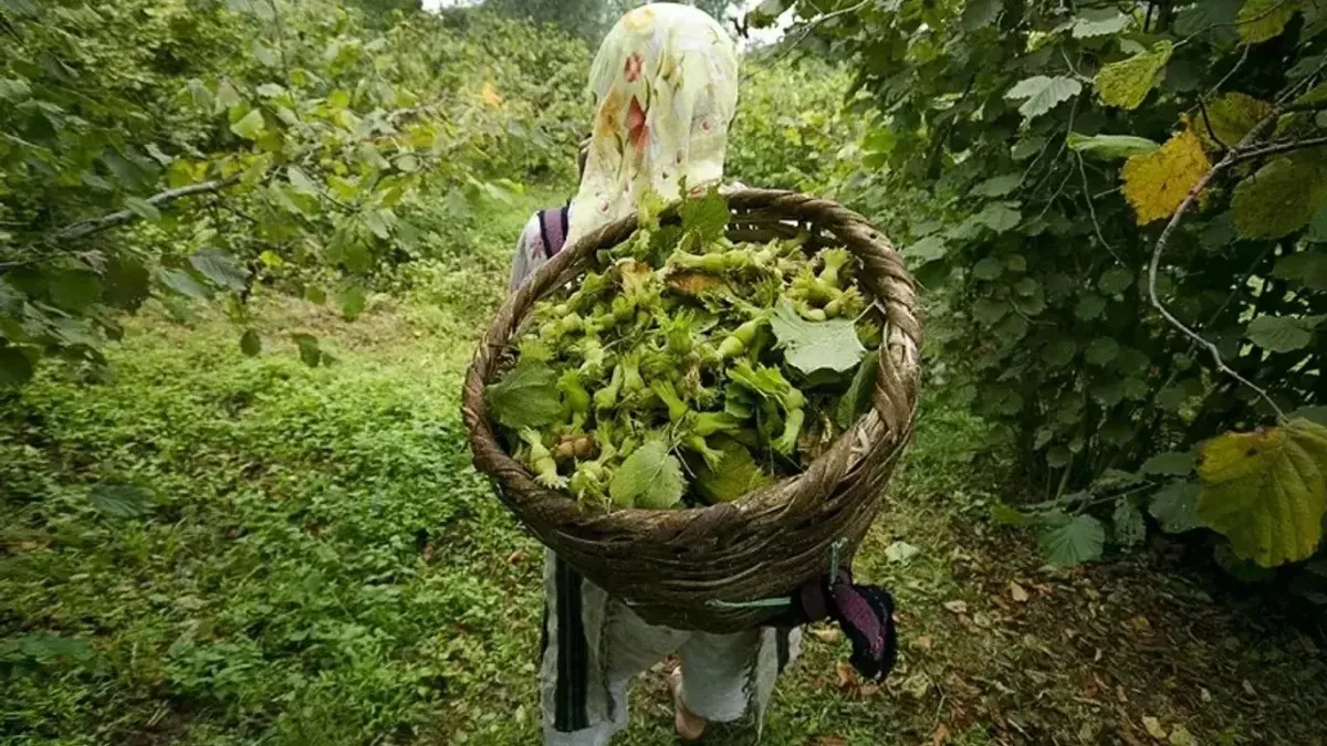 Giresun’da fındık işçisi yevmiyesi belli oldu: Günlük ücret bin 101 TL