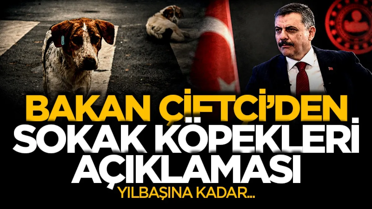 İçişleri Bakanı Çiftçi’den sokak köpekleri açıklaması: Yılbaşına kadar...