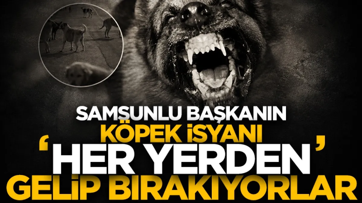 İlkadım Belediye Başkanı Kurnaz: Samsun’un tamamının köpeğine bakacak gücümüz yok