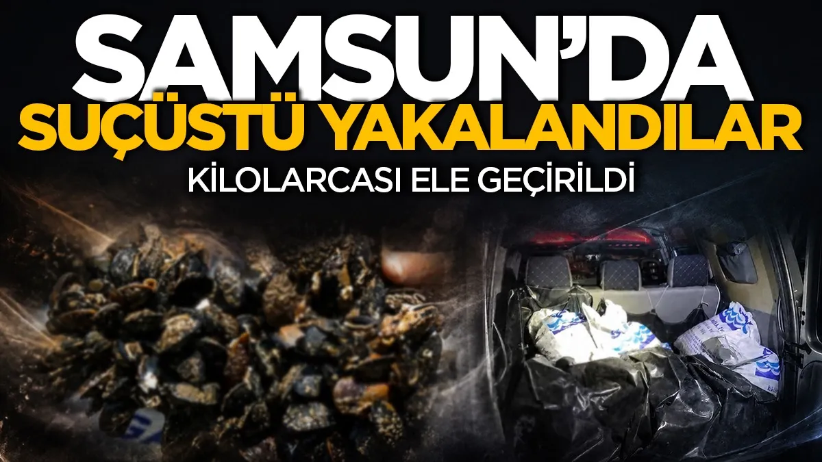 İlkadım'da midye operasyonu: 150 kilogram kara kıllı midye ait olduğu yere, denize döndü
