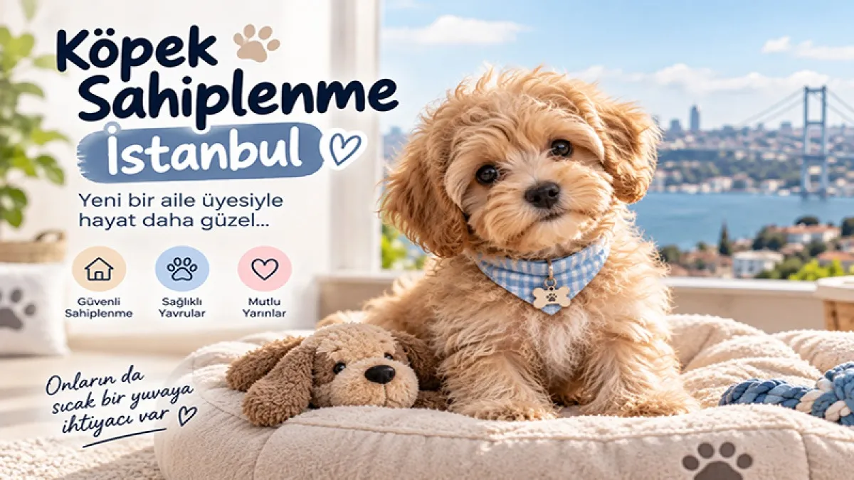 İstanbul’da Yavru Köpek Sahiplenme Rehberi 2026: Köpek Fiyatları ve Maltipoo Seçimi