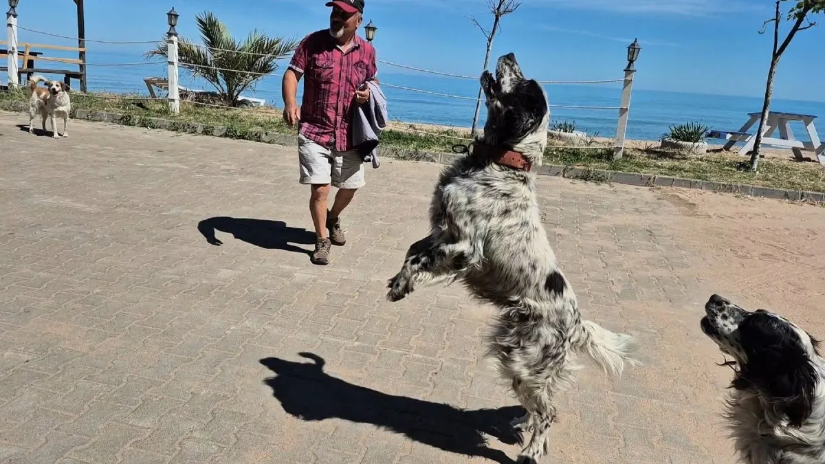 İşte dronsavar köpekler! Dronlar onlardan kaçamıyor