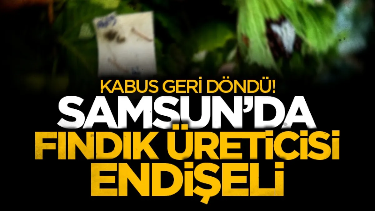 Kabus geri döndü! Samsun'da fındık üreticisi endişeli