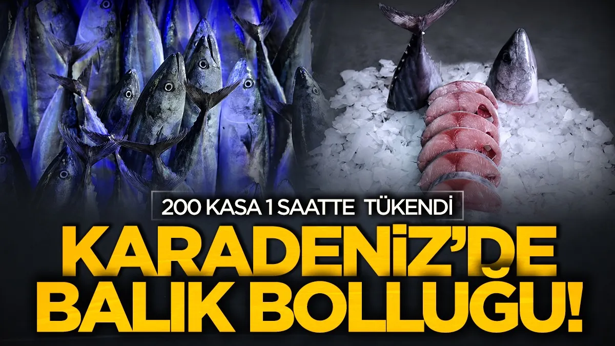 Karadeniz’de balık bolluğu! 200 kasa 1 saatte tükendi
