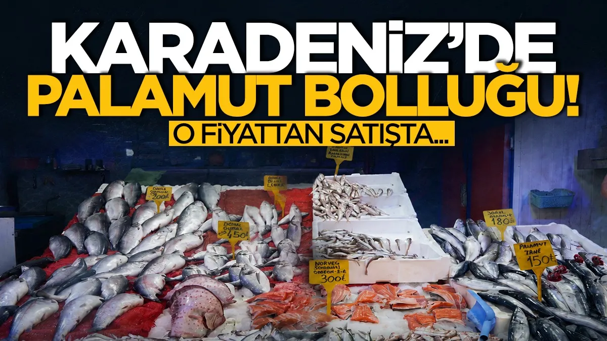 Karadeniz'de Palamut Bolluğu! O fiyattan satışta...