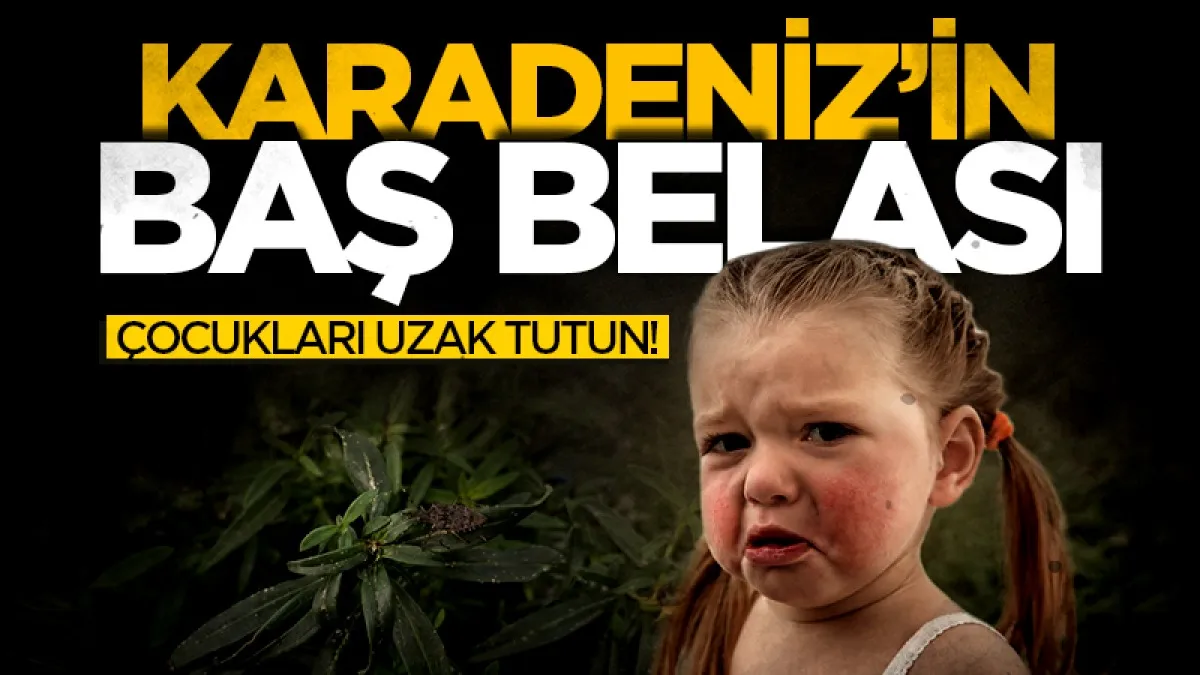 Karadeniz'in baş belası kahverengi kokarca bu kez evleri tehdit ediyor: Çocukları uzak tutun!