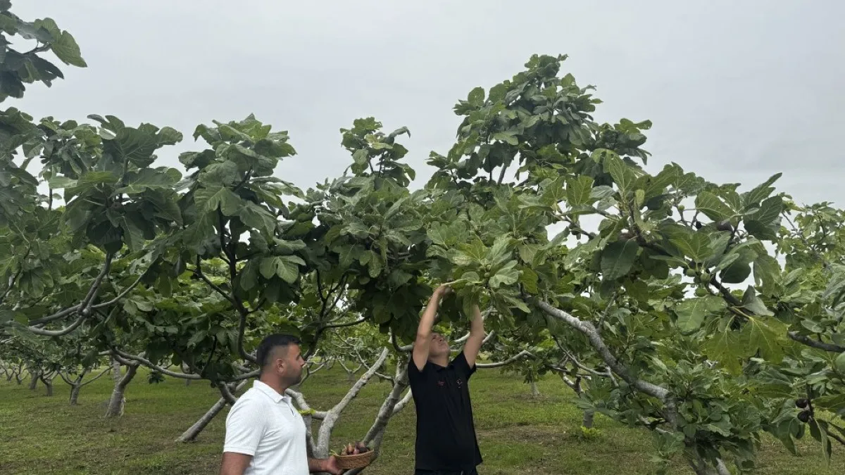 Karadeniz'in incir türlerinin genetiği koruma altına alındı