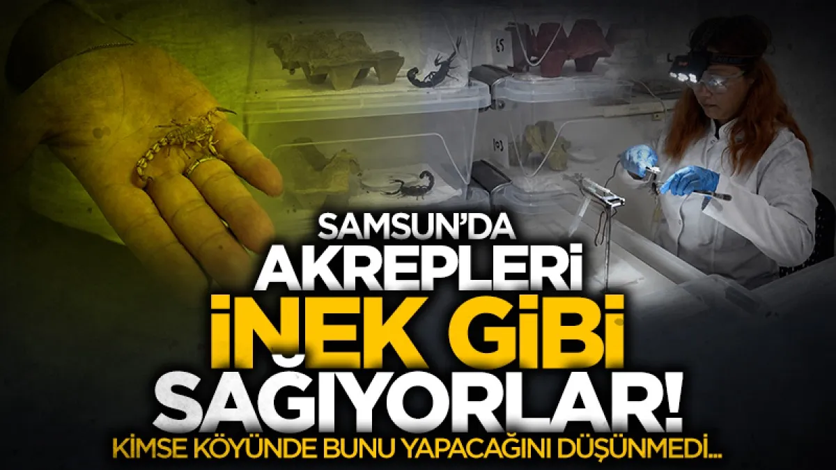 Kimse köyünde bunu yapacağını düşünmedi: Akrepleri inek gibi sağıyorlar!