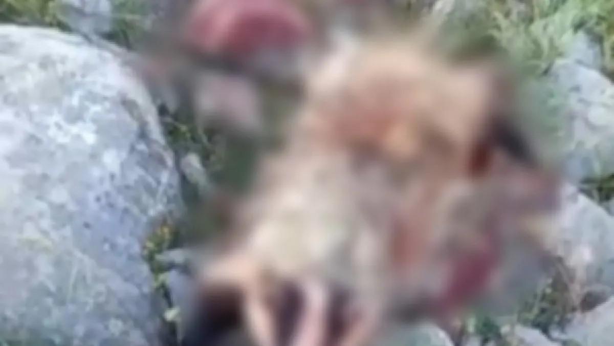 Köpeklerin saldırısına uğrayan porsuk telef oldu