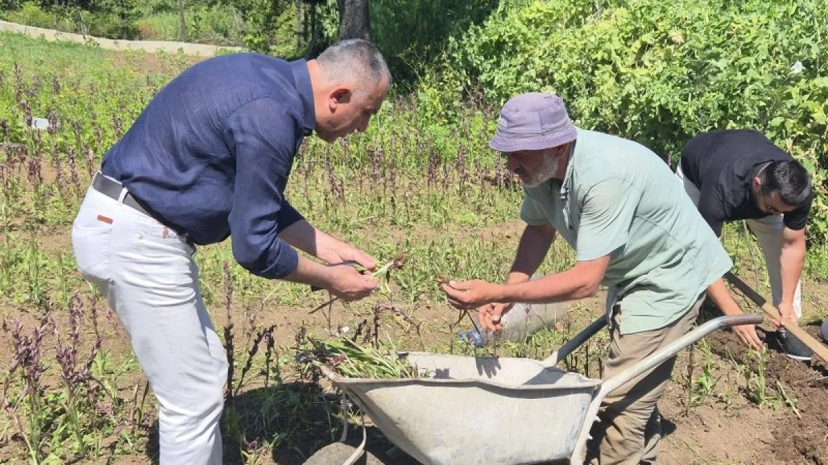 Salıpazarı'nda salep üretim bahçelerinde hasat kontrolü