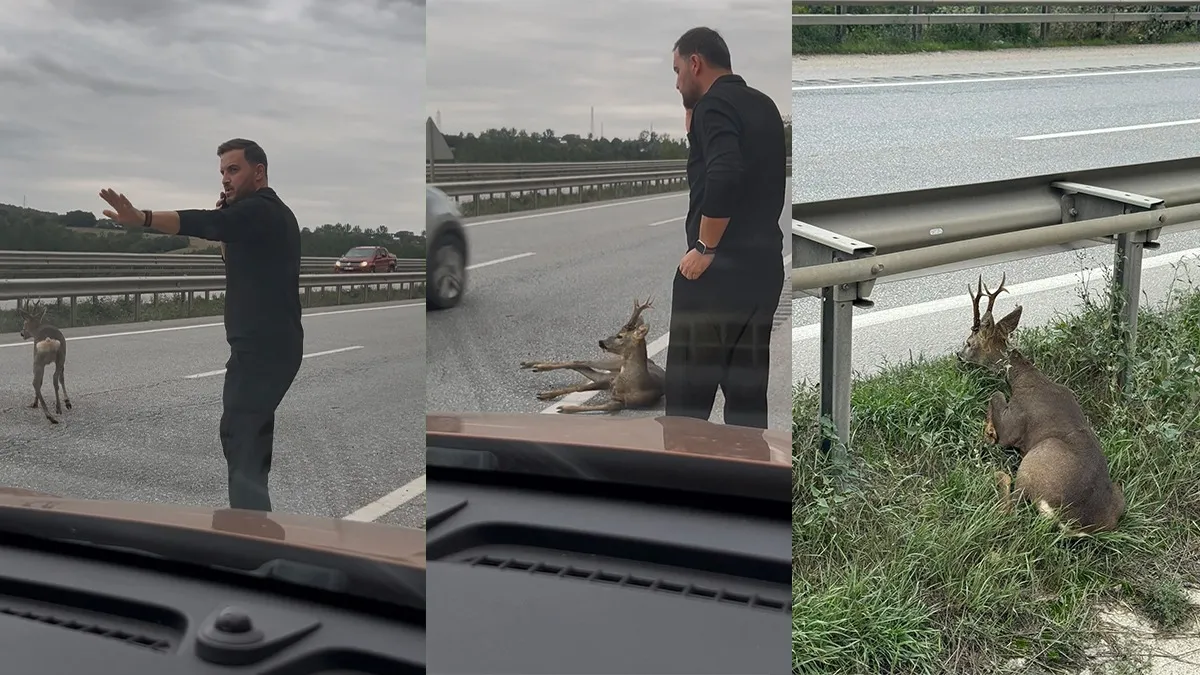 Samsun-Ankara yolunda yaralı geyiği gören aile seferber oldu
